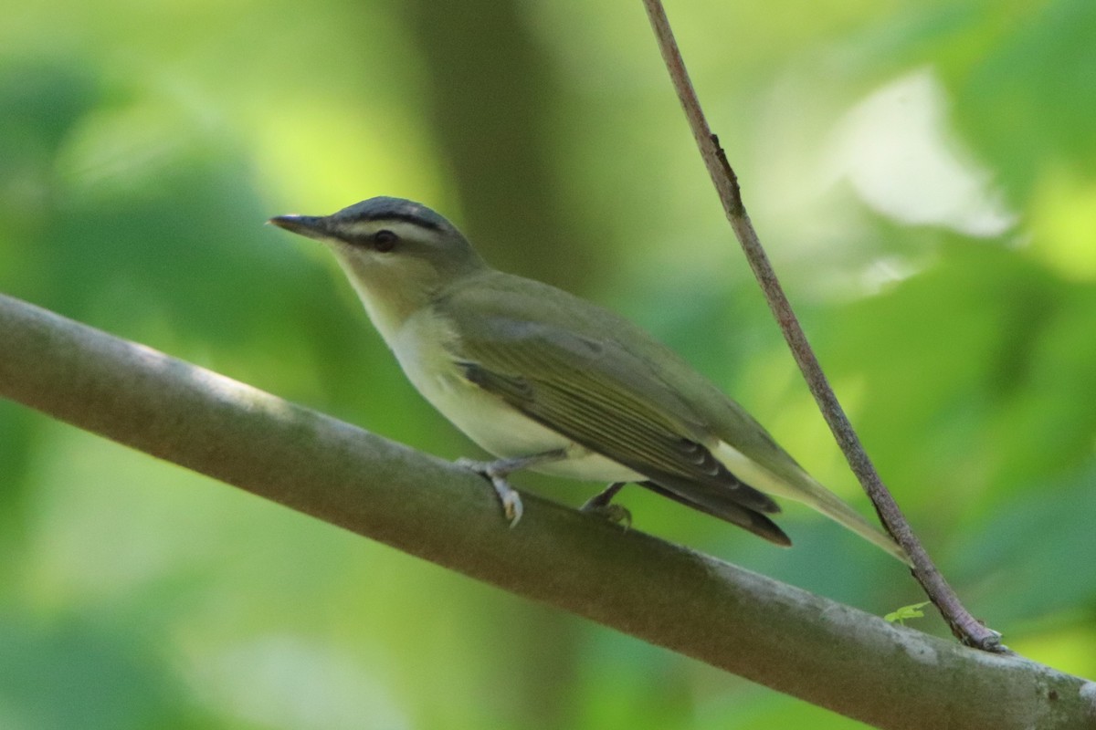 Red-eyed Vireo - ML451722031