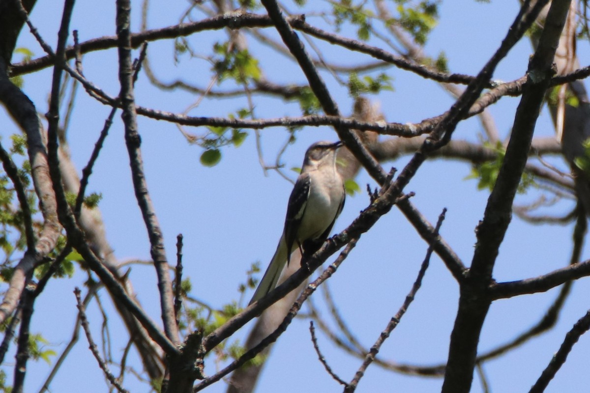 Northern Mockingbird - ML451723021