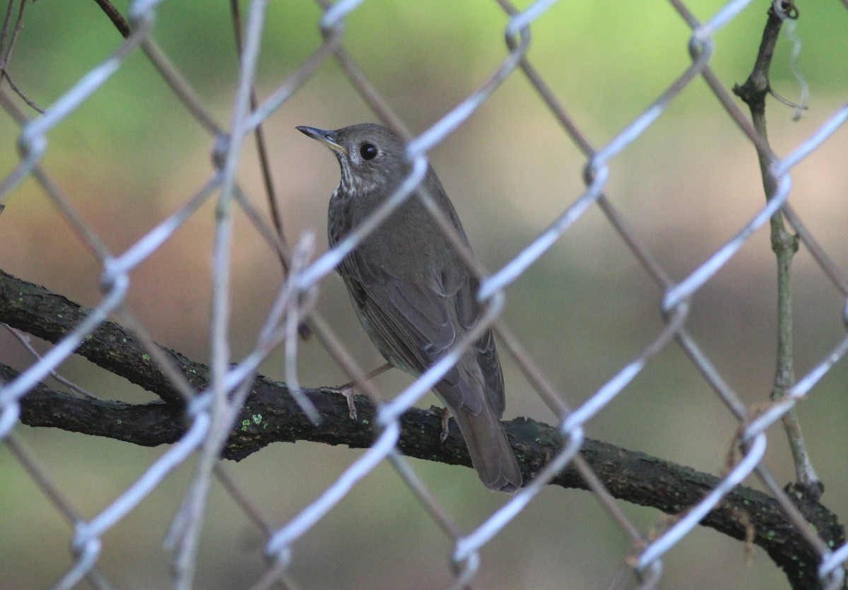 Gray-cheeked Thrush - ML451724651