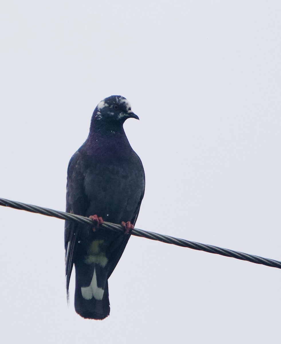 Хөхвөр тагтаа (суурин газрын) - ML451726441