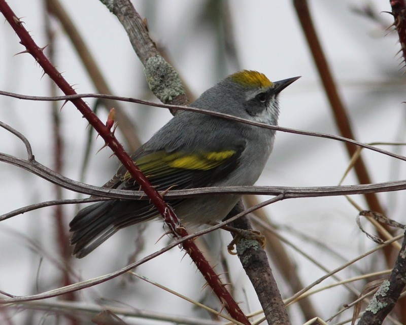 Goldflügel-Waldsänger - ML45172741