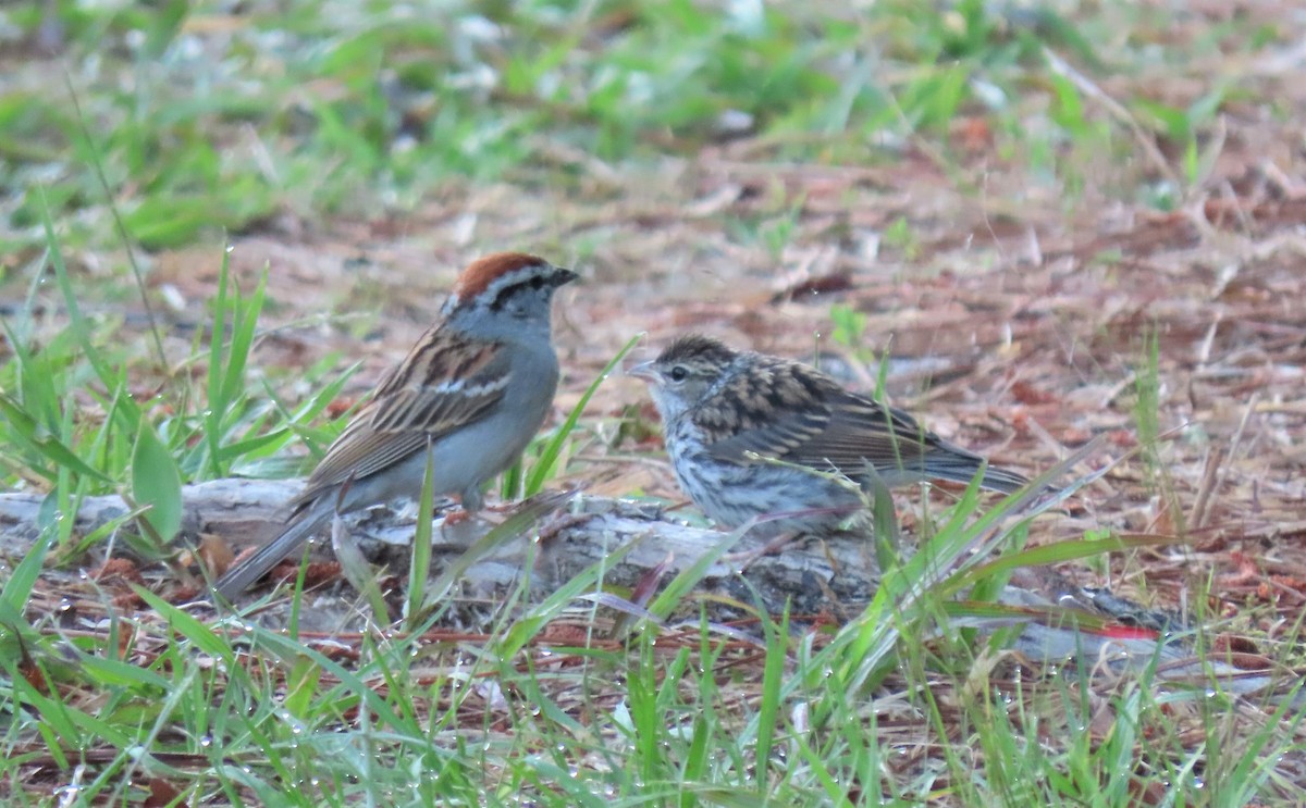 Chipping Sparrow - ML451727771