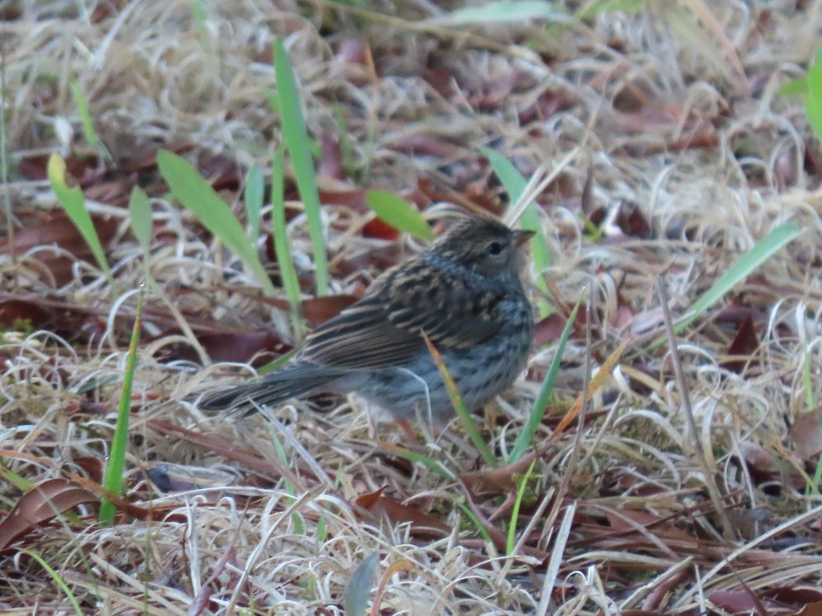 Chipping Sparrow - ML451727801