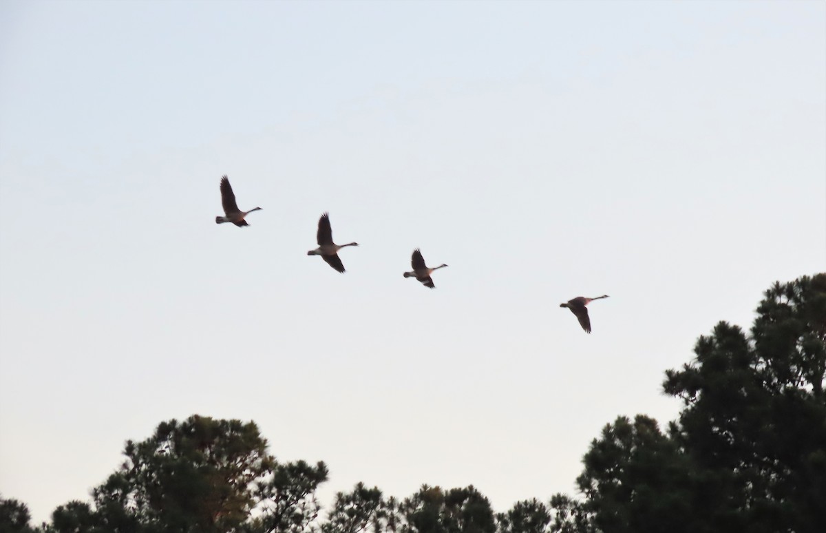 Canada Goose - ML451727831