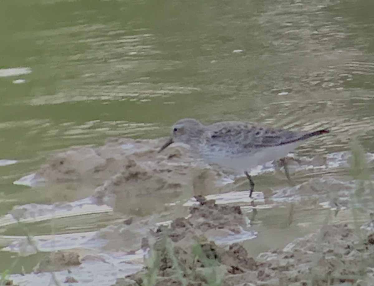 White-rumped Sandpiper - ML451728411