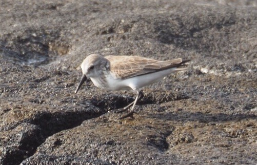 Western Sandpiper - ML45172891