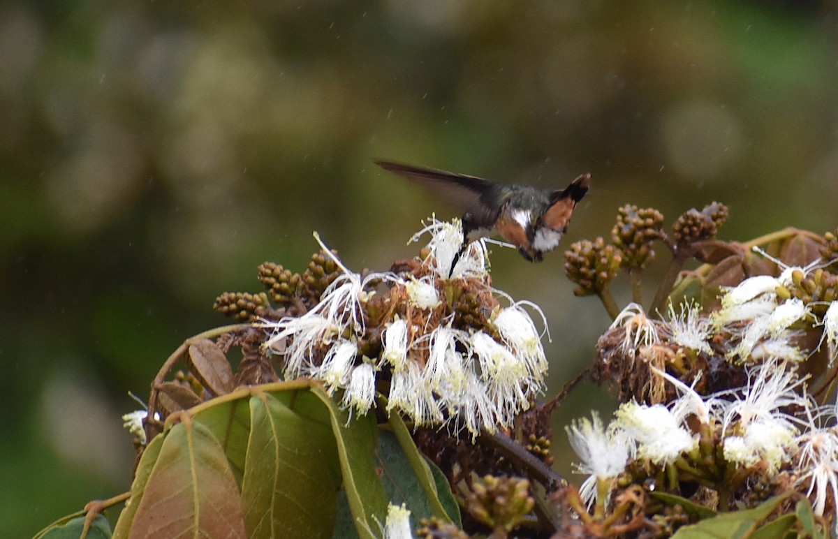 Magenta-throated Woodstar - ML451729731