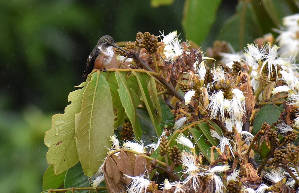 Magenta-throated Woodstar - ML451729761