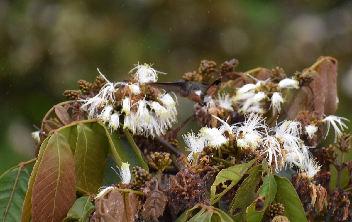 Magenta-throated Woodstar - ML451729771