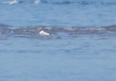 שחפית כספית - ML451729991