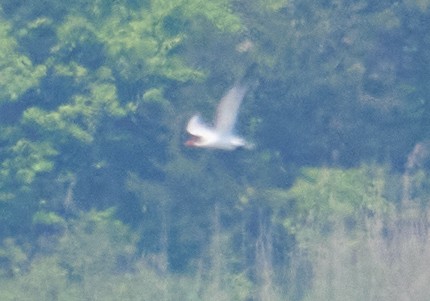 שחפית כספית - ML451730001