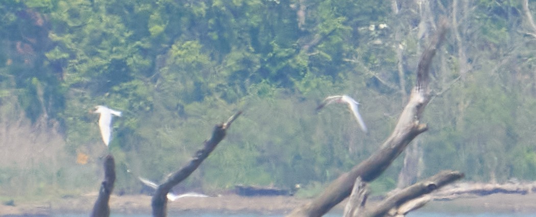 שחפית כספית - ML451730011