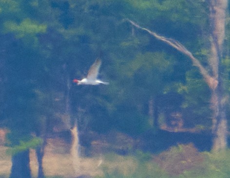 שחפית כספית - ML451730021