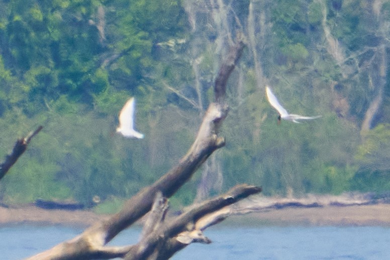 שחפית כספית - ML451730031