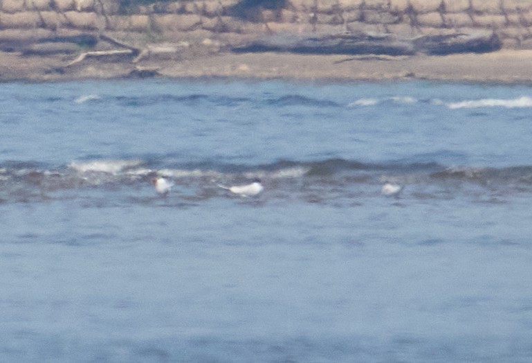 שחפית כספית - ML451730041