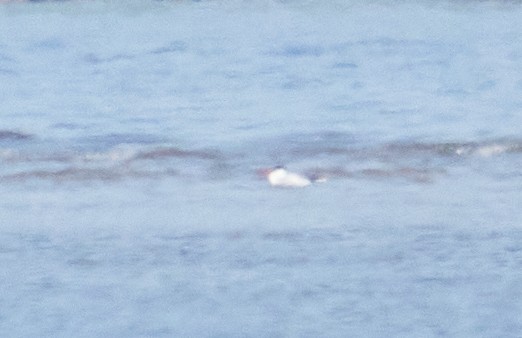 שחפית כספית - ML451730061