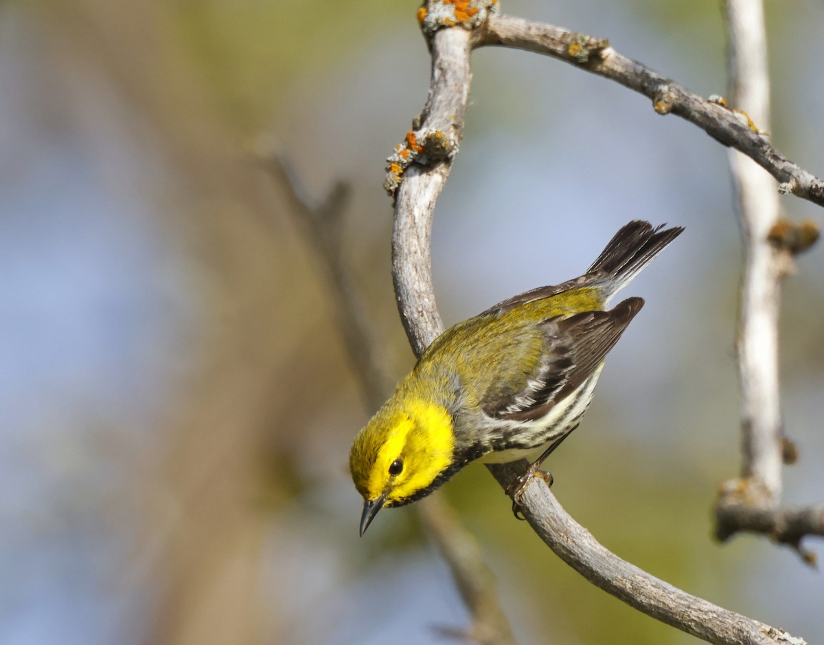 Black-throated Green Warbler - ML451731501