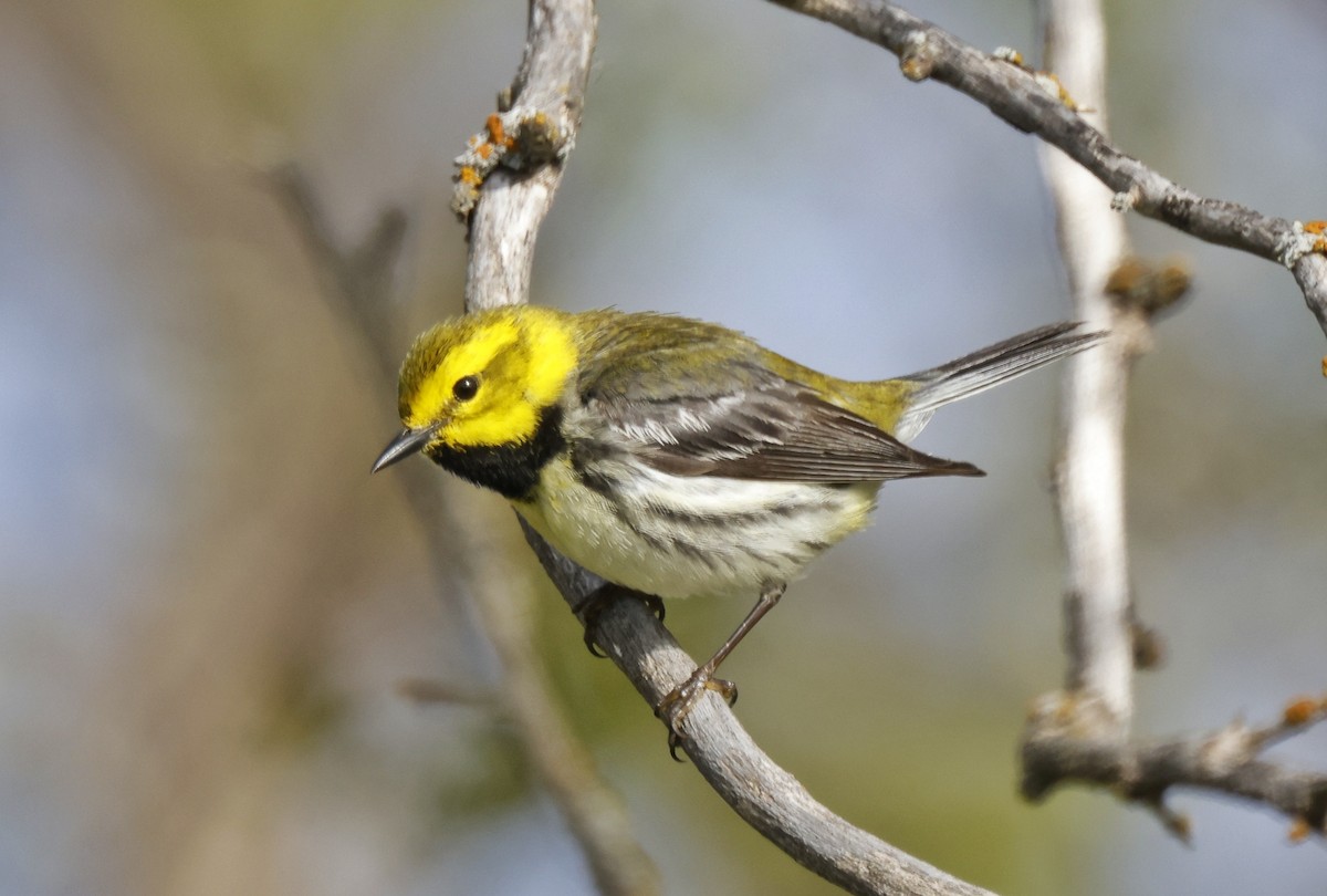 Black-throated Green Warbler - ML451732111