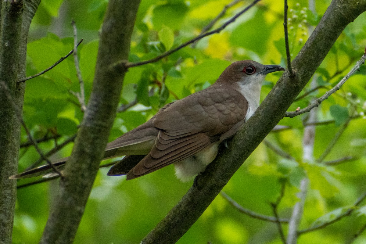 Black-billed Cuckoo - ML451732681