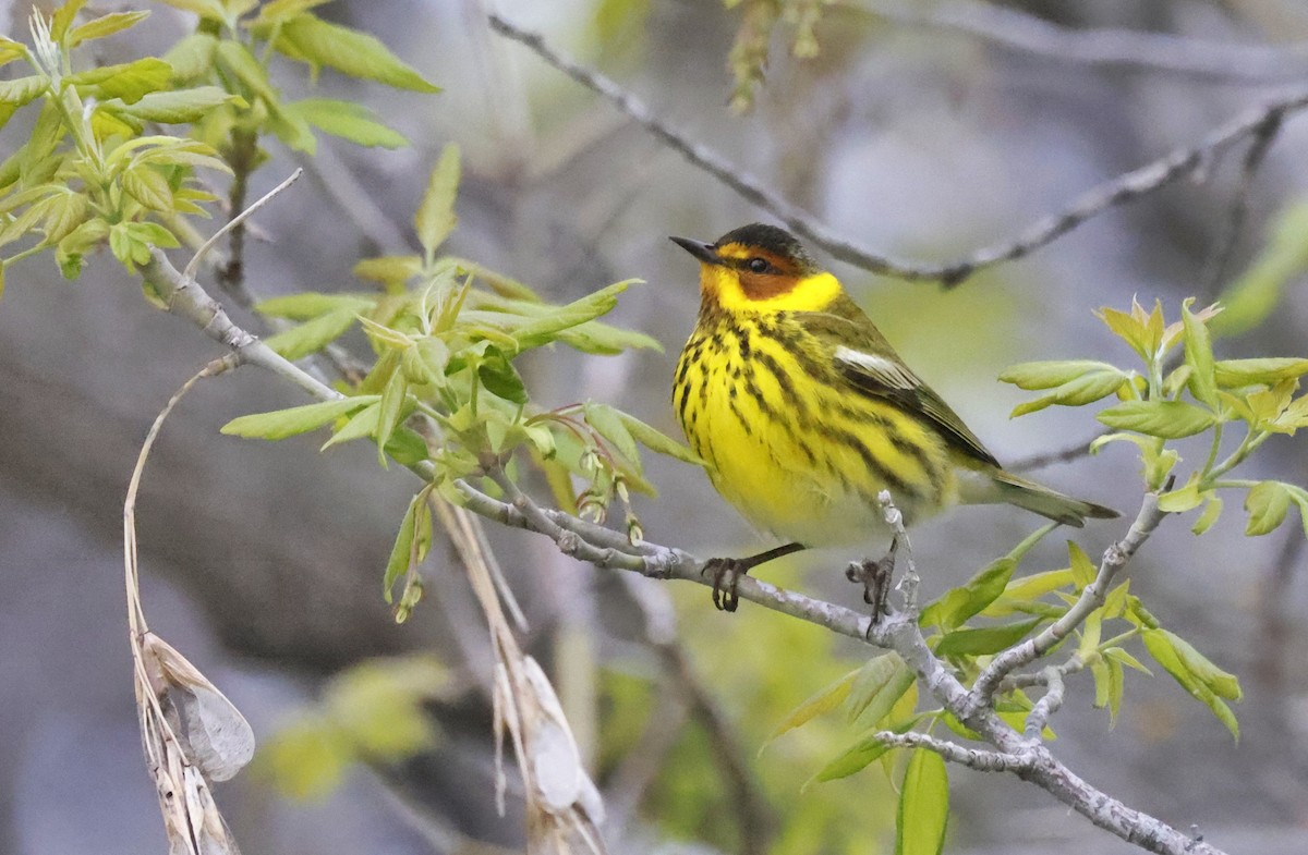 Cape May Warbler - ML451732931