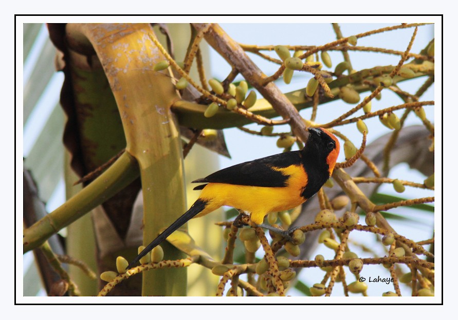 Orange-crowned Oriole - CELINE LAHAYE