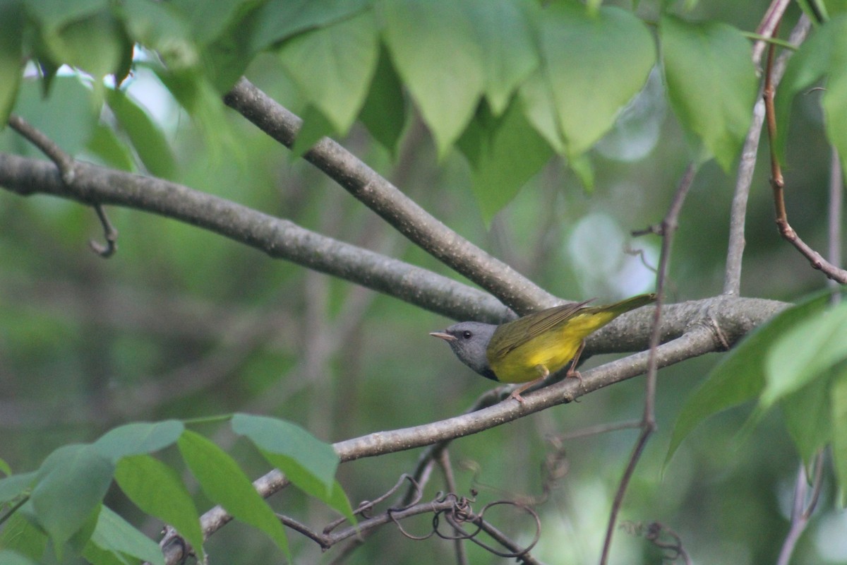 Mourning Warbler - ML451734161