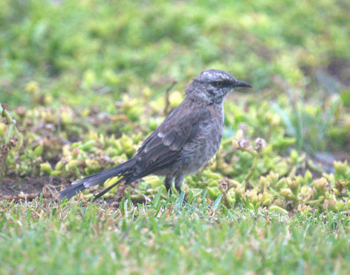 Long-tailed Mockingbird - ML451734491