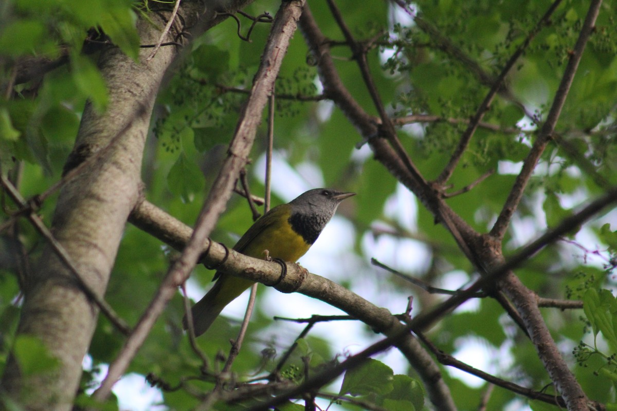 Mourning Warbler - ML451734601