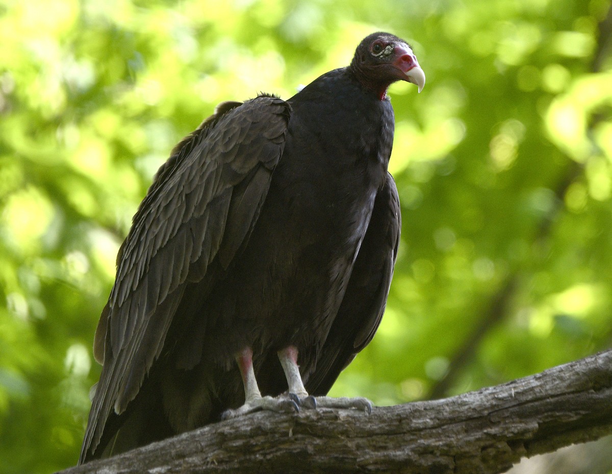 Turkey Vulture - ML451734821