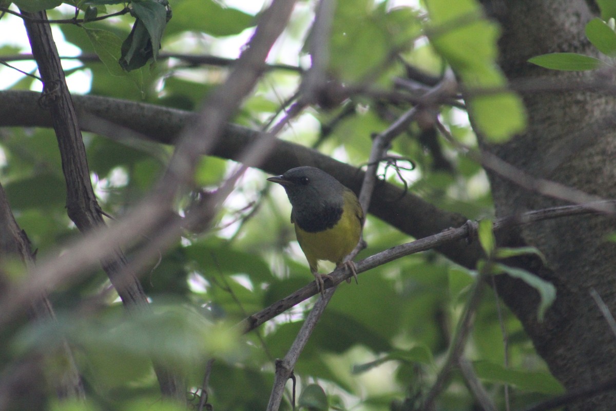 Mourning Warbler - ML451734841