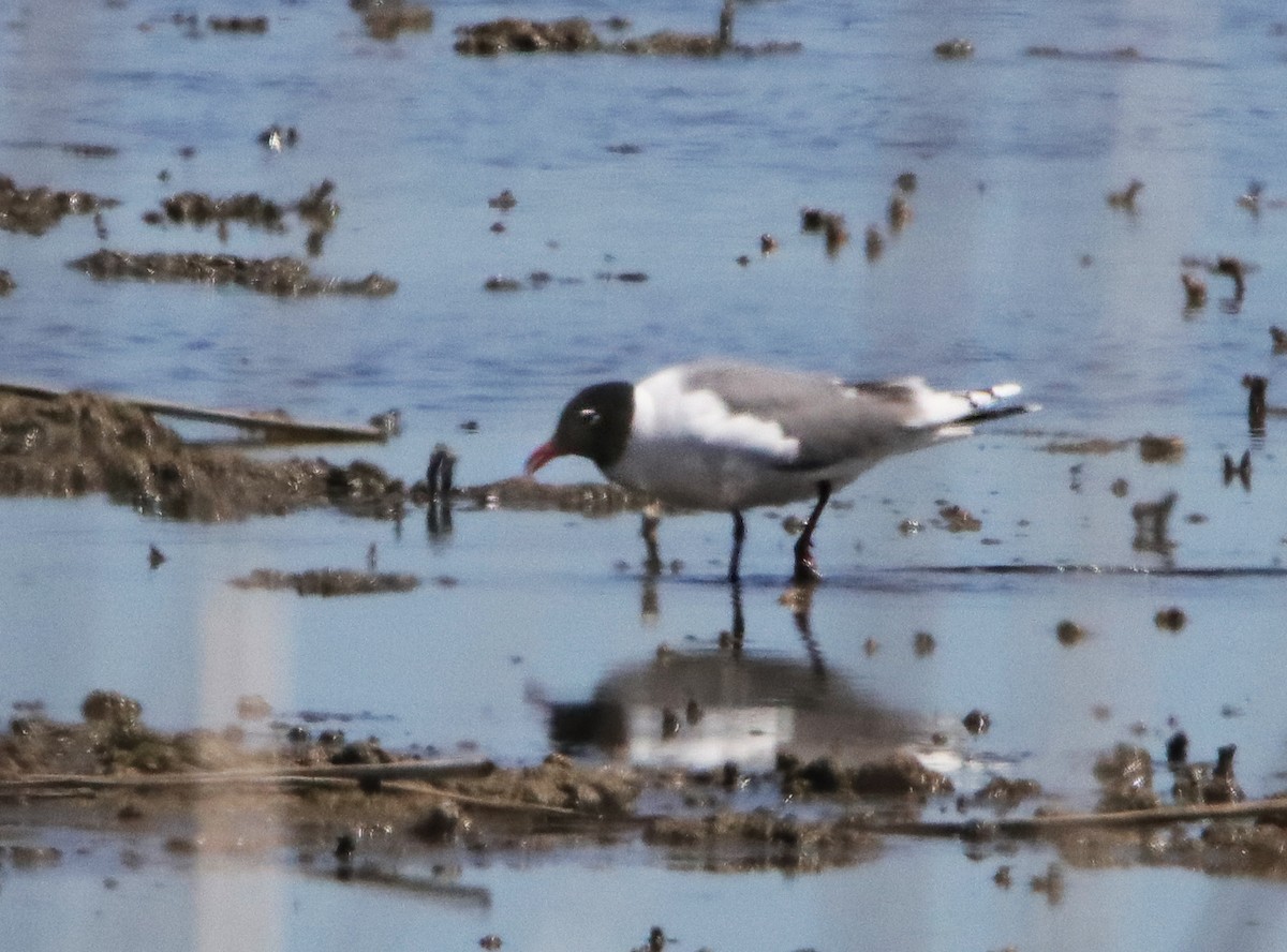 Mouette de Franklin - ML451734981