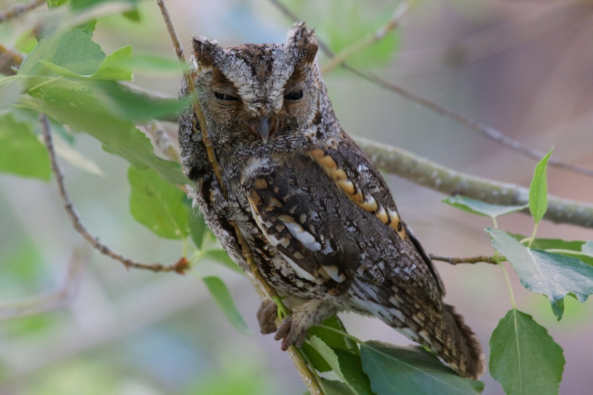 Flammulated Owl - ML45173661