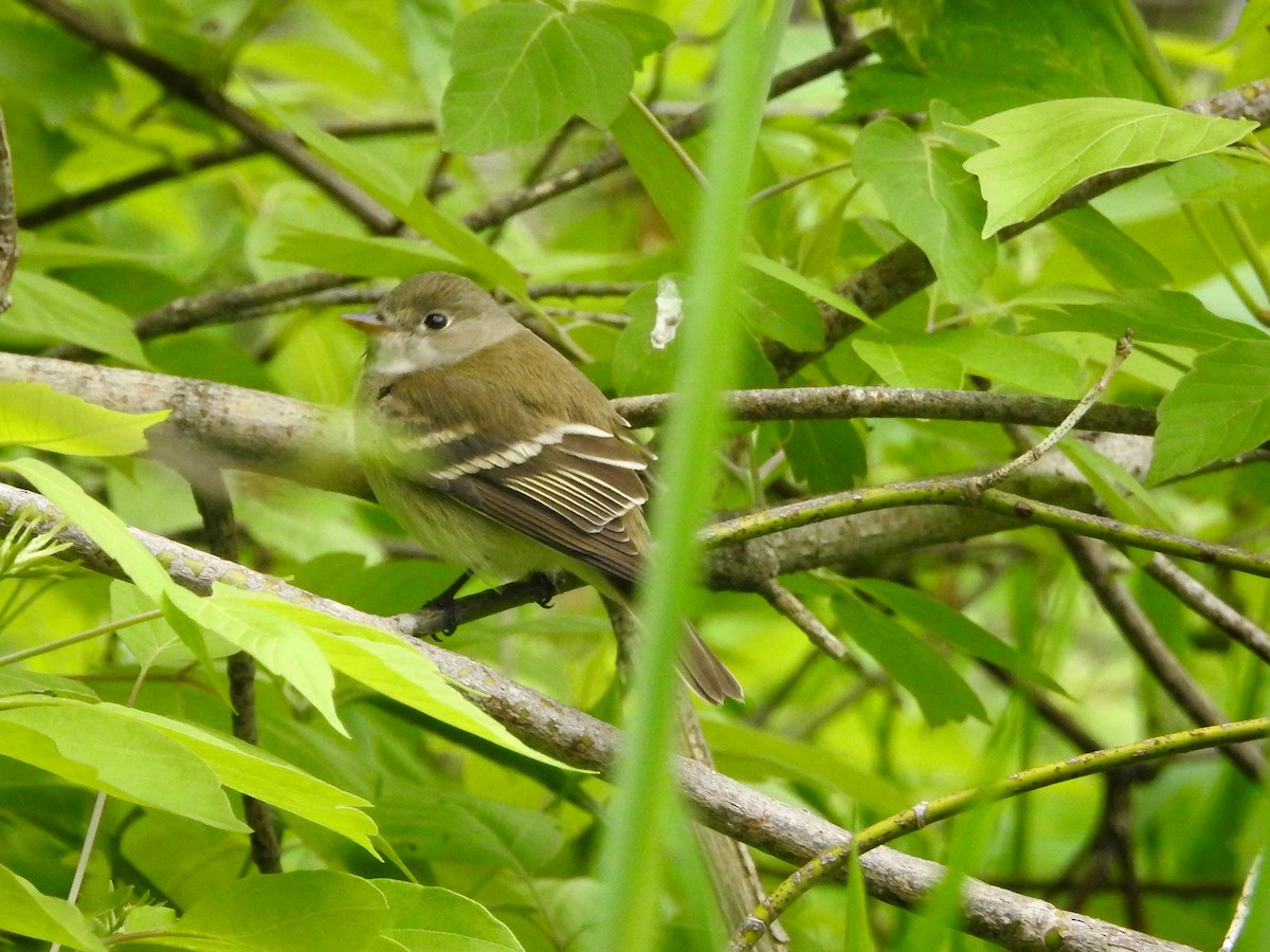 Alder Flycatcher - Jim Waples