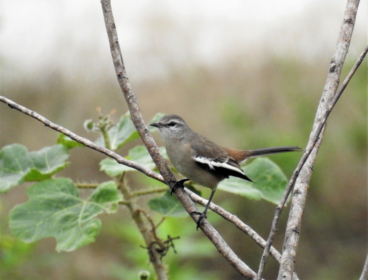 White-banded Mockingbird - Sandra  Retamozo