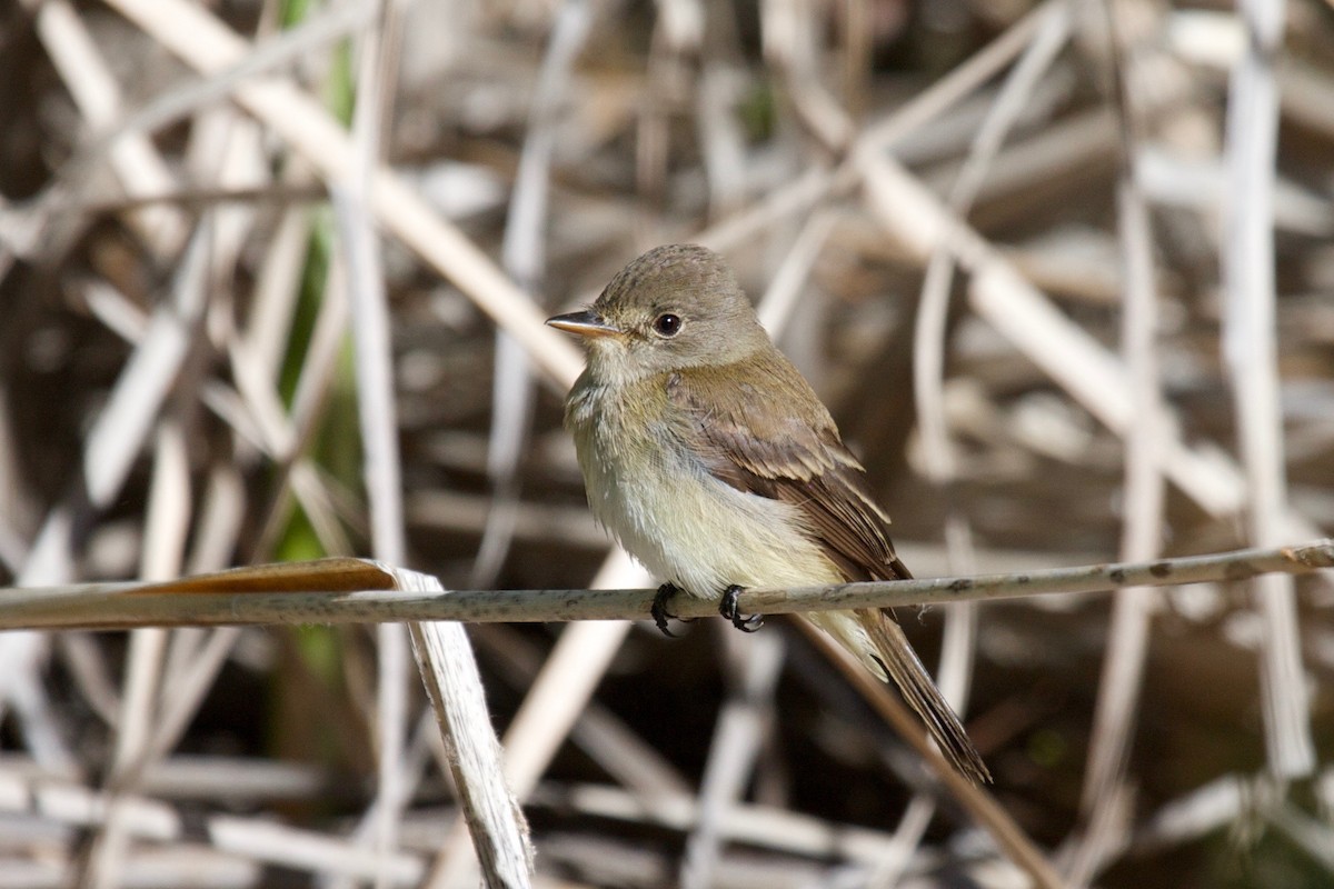 Willow Flycatcher - ML45173761