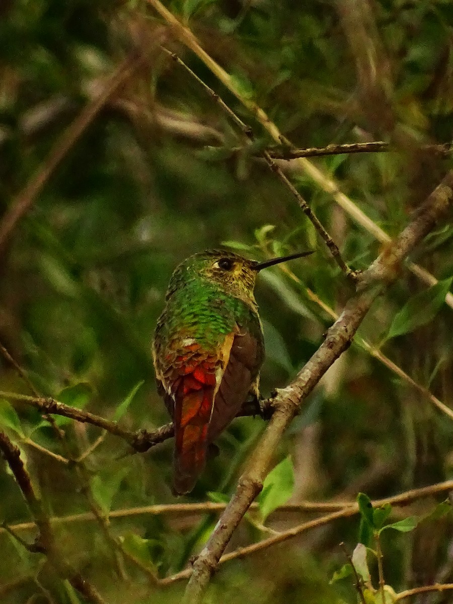 Red-tailed Comet - ML451738301