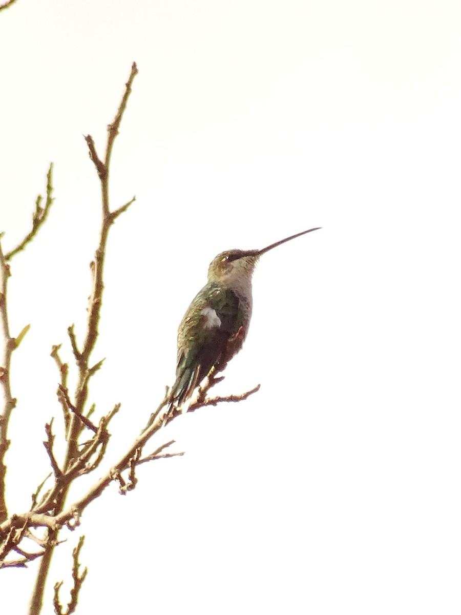 Blue-tufted Starthroat - ML451738401