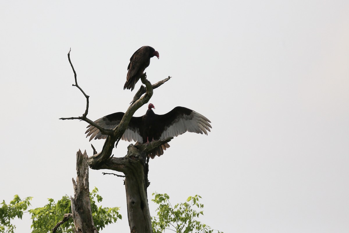 Turkey Vulture - ML451738421