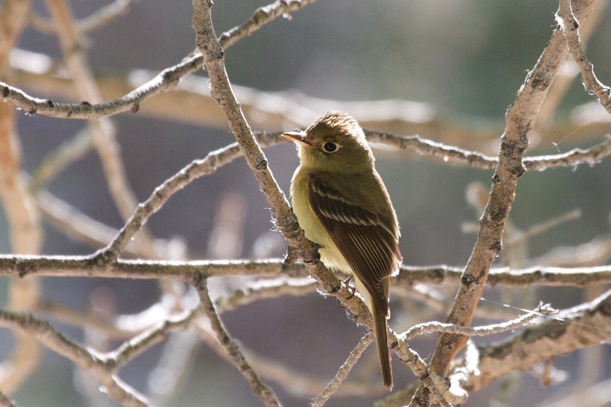 Western Flycatcher (Pacific-slope) - ML45173891