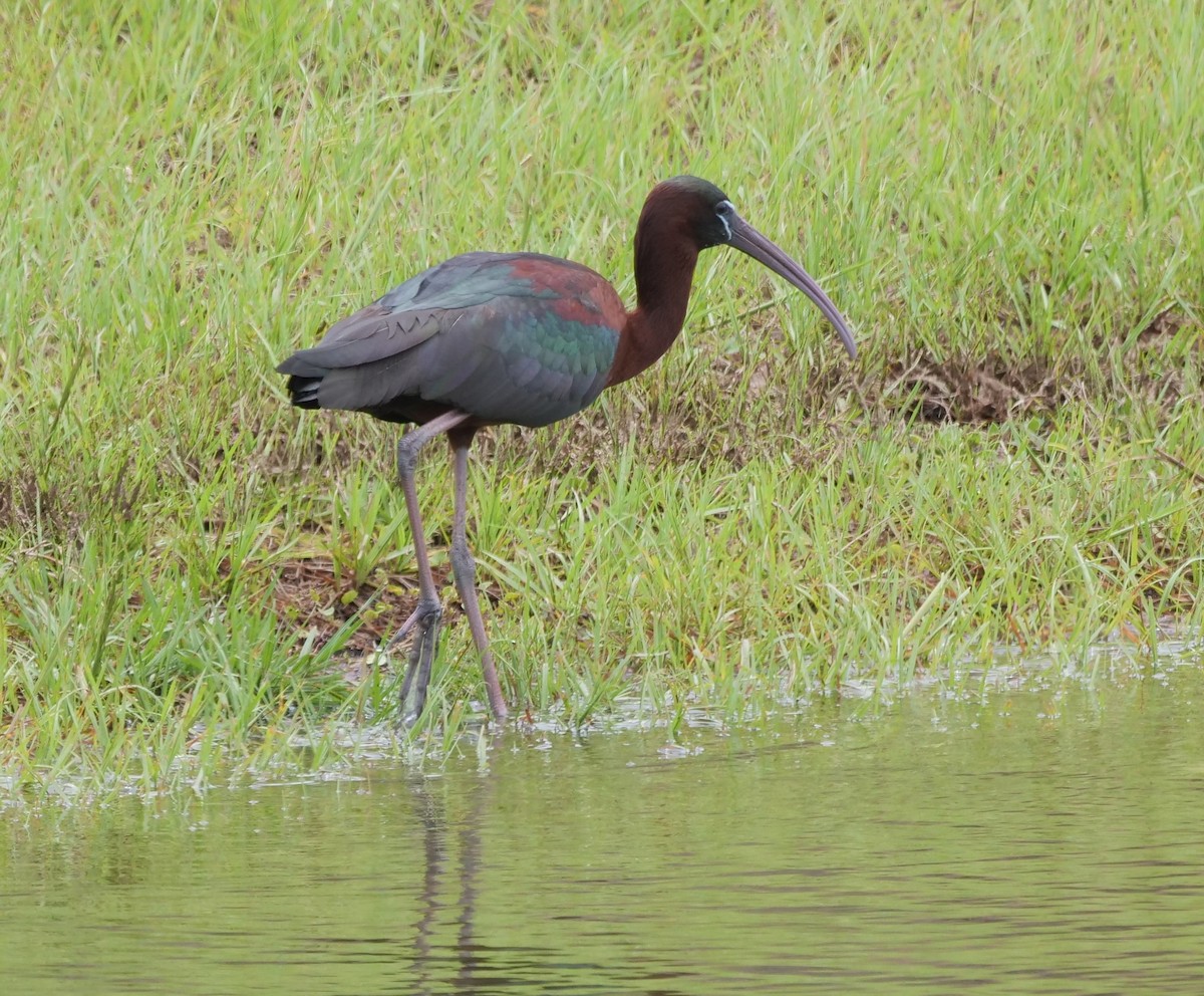 ibis hnědý - ML451739101