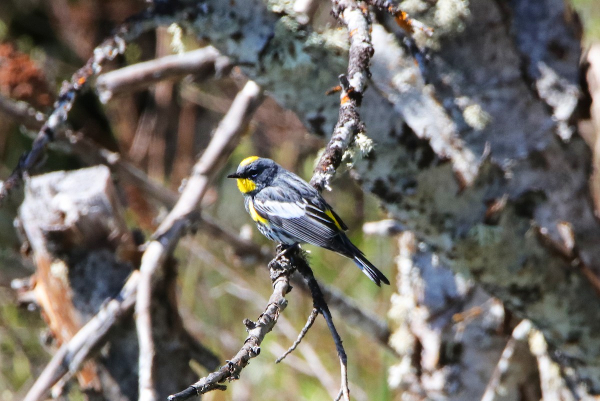 Yellow-rumped Warbler - Ritch Pope
