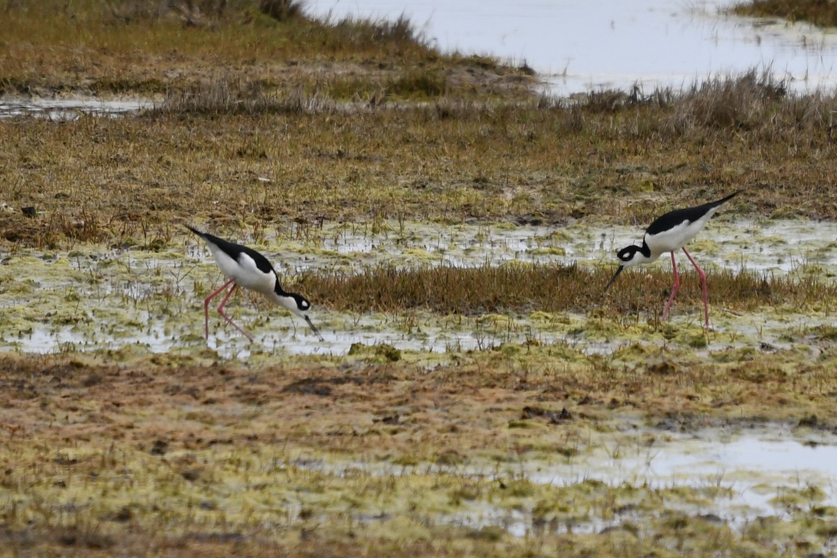 Black-necked Stilt - ML451741501