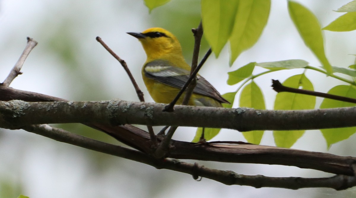 Blue-winged Warbler - ML451742071