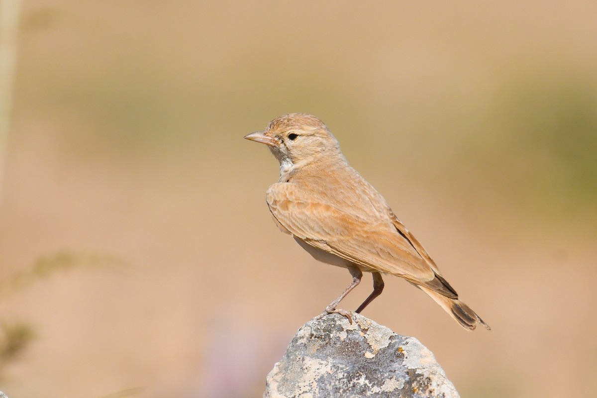 Bar-tailed Lark - Çağan Abbasoğlu