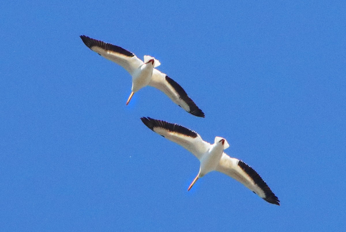 American White Pelican - ML451743571