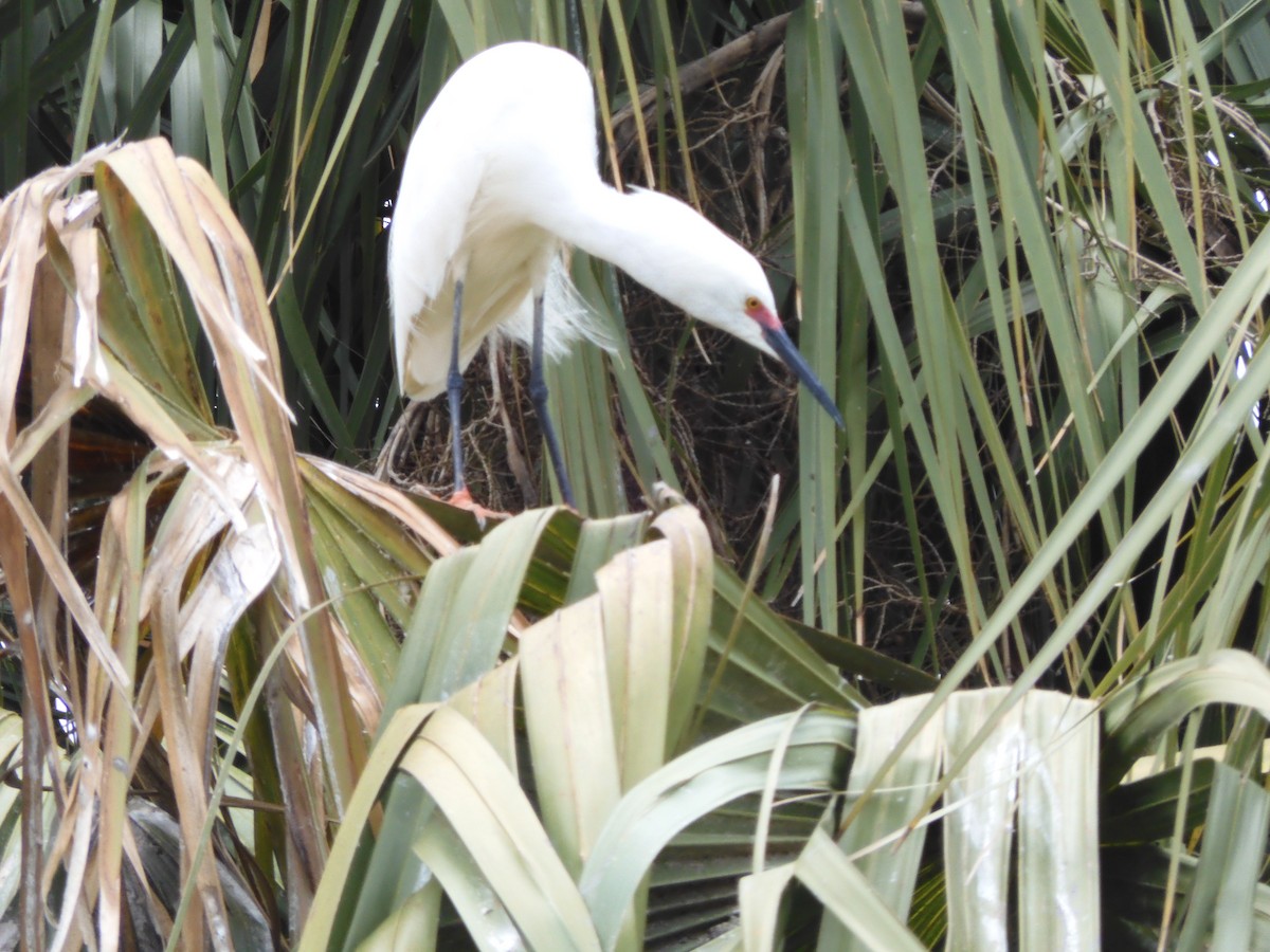 Snowy Egret - ML451746741