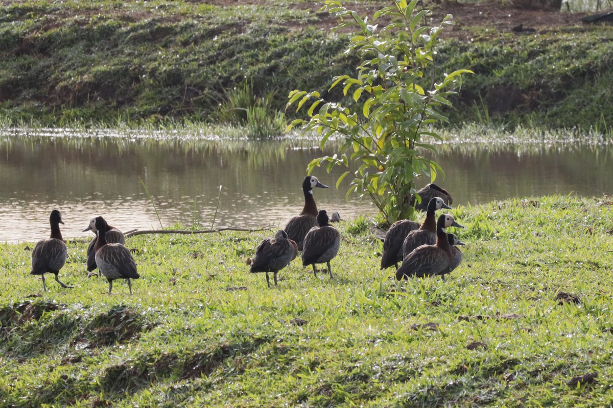 White-faced Whistling-Duck - ML451747401