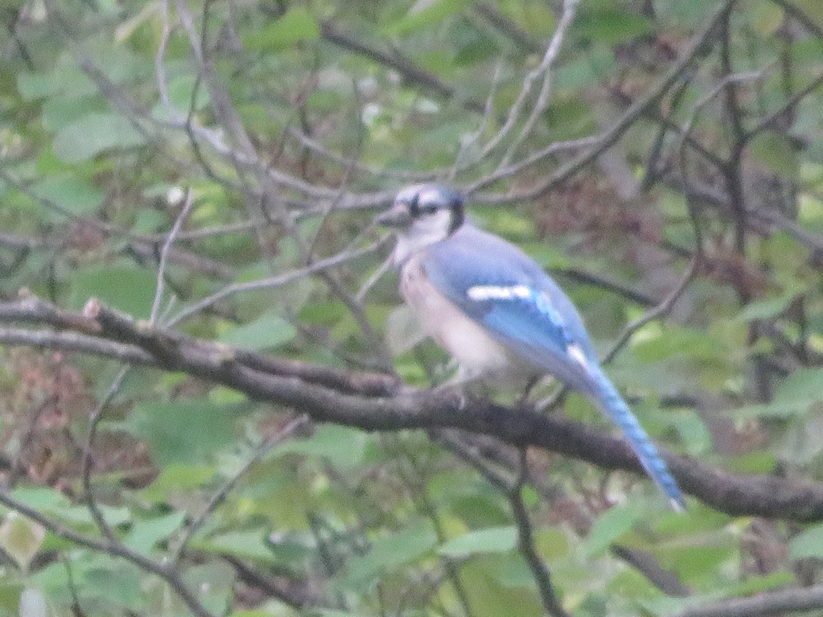 Blue Jay - ML451748321