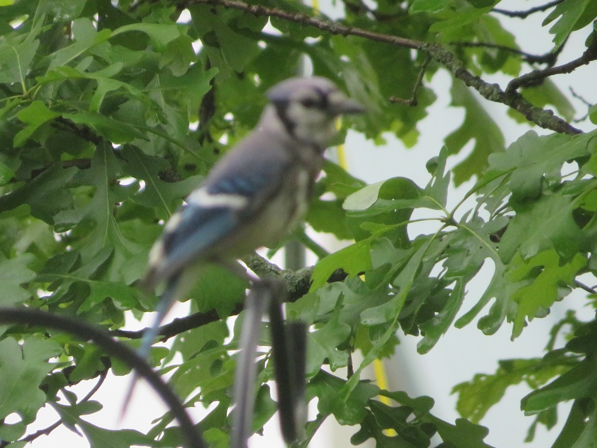 Blue Jay - ML451748331