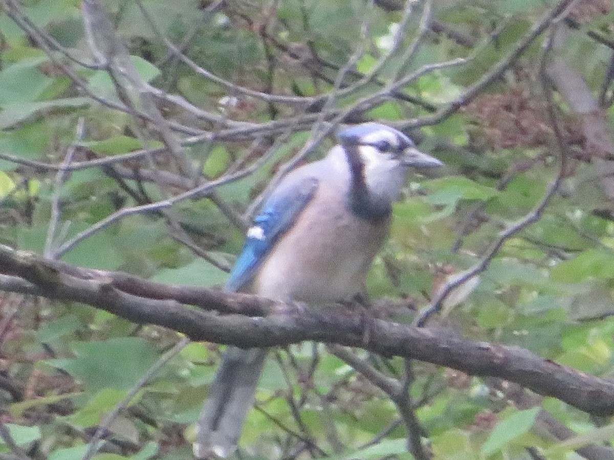 Blue Jay - ML451748351